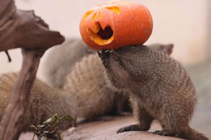 A banded mongoose plays with a Halloween pumpkin at a zoo in Chongqing, China, October 29, 2016. REUTERS/Stringer