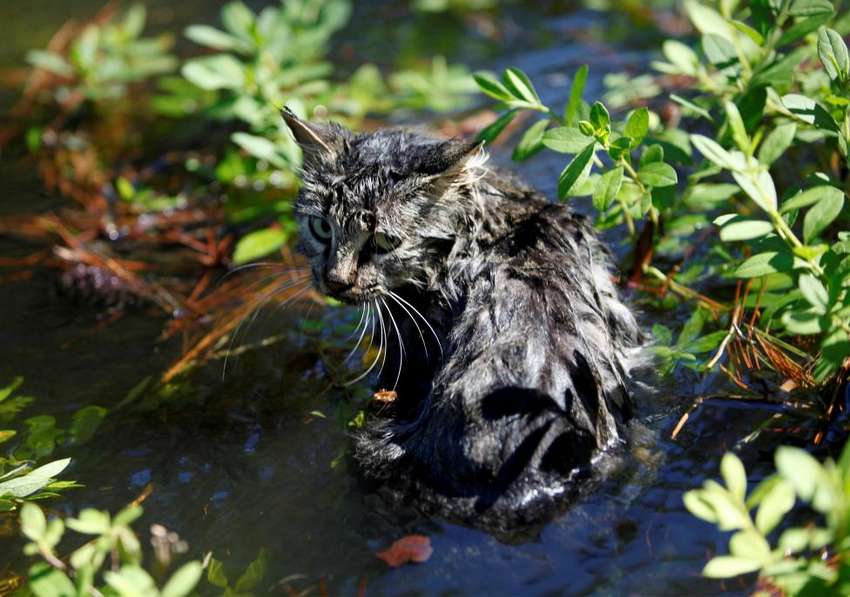 A cat sits in the flooding waters from Hurricane Matthew in downtown Nichols, South Carolina, October 10, 2016. REUTERS/Randall Hill