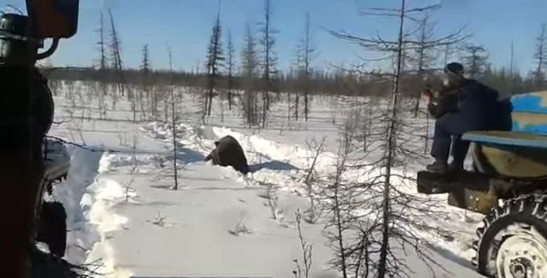 медведя раздавили грузовиками