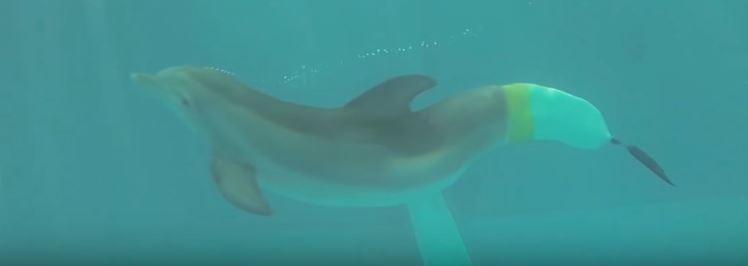 Дельфину впервые в истории сделали протез хвоста