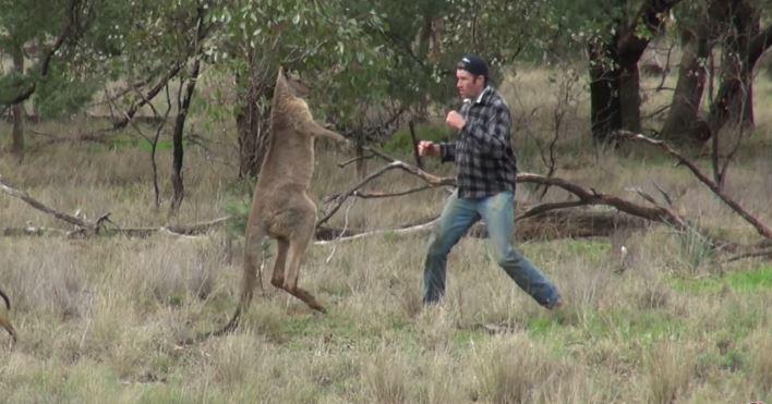 Этот мужик дал по морде кенгуру, спасая собаку. А чего добились вы?
