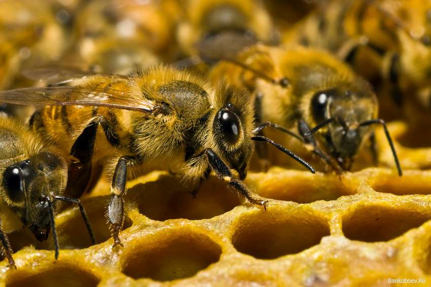 the-bees-could-disappear-in-20-years