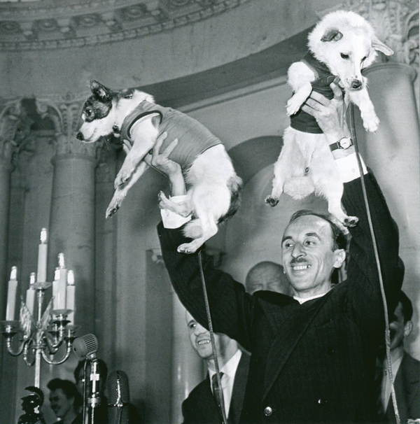 23 факта о первом космонавте в истории - собаке Лайке, герое Советского Союза