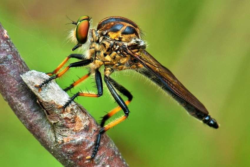 10 удивительных живых существ, которые маскируются под насекомых