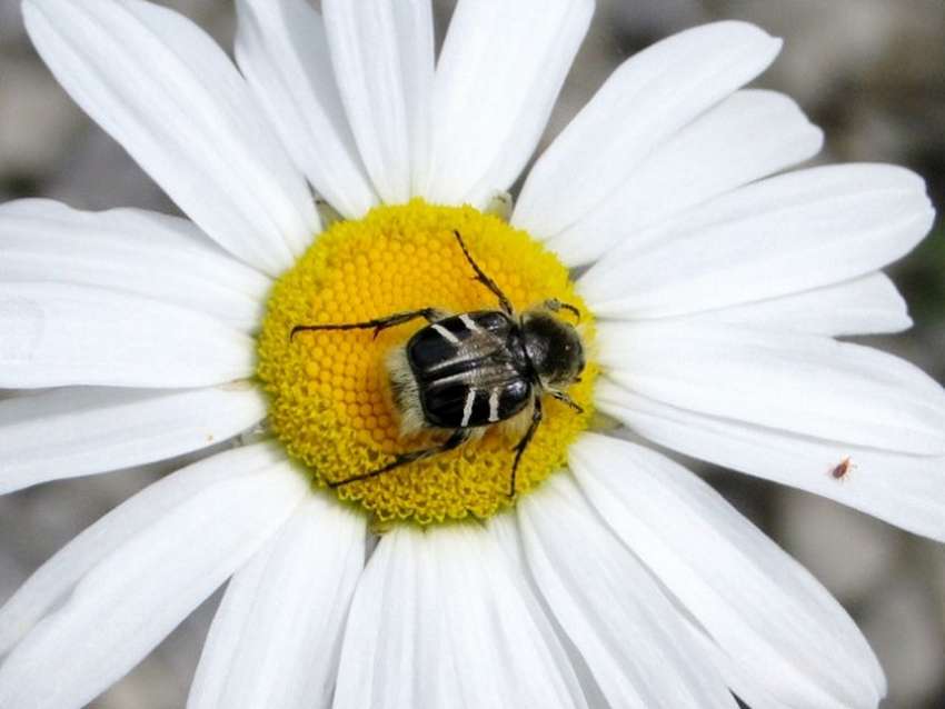 10 удивительных живых существ, которые маскируются под насекомых