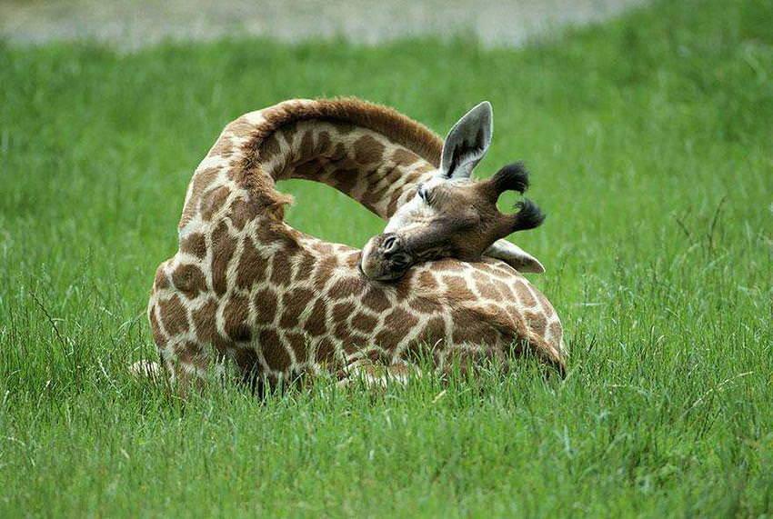 как спят жирафы