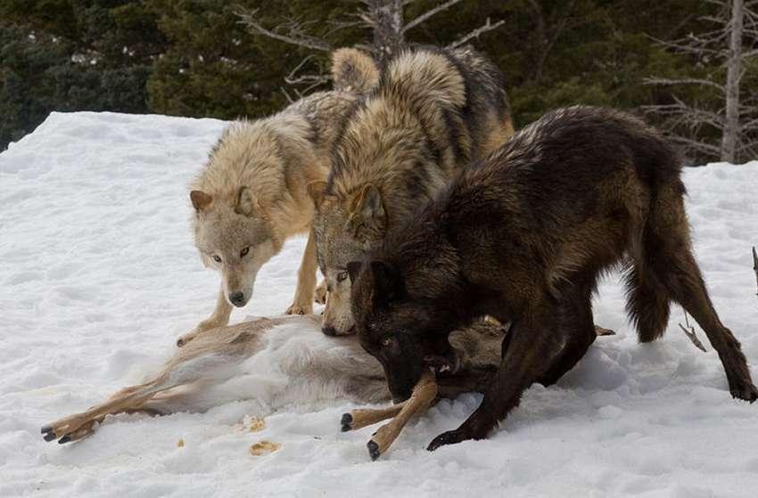 медведь дерется с волками