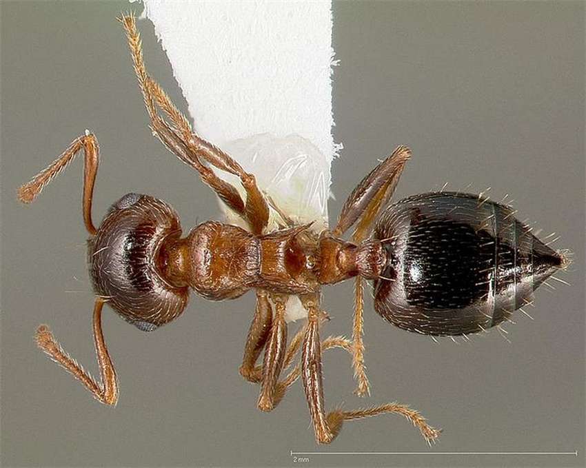 10 самых удивительных видов муравьев на Земле