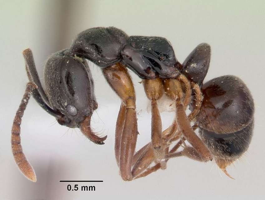 10 самых удивительных видов муравьев на Земле
