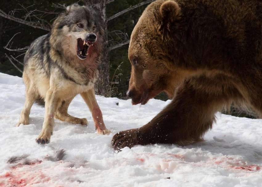 Турист заснял, как медведь бьётся с волками за тушу оленя
