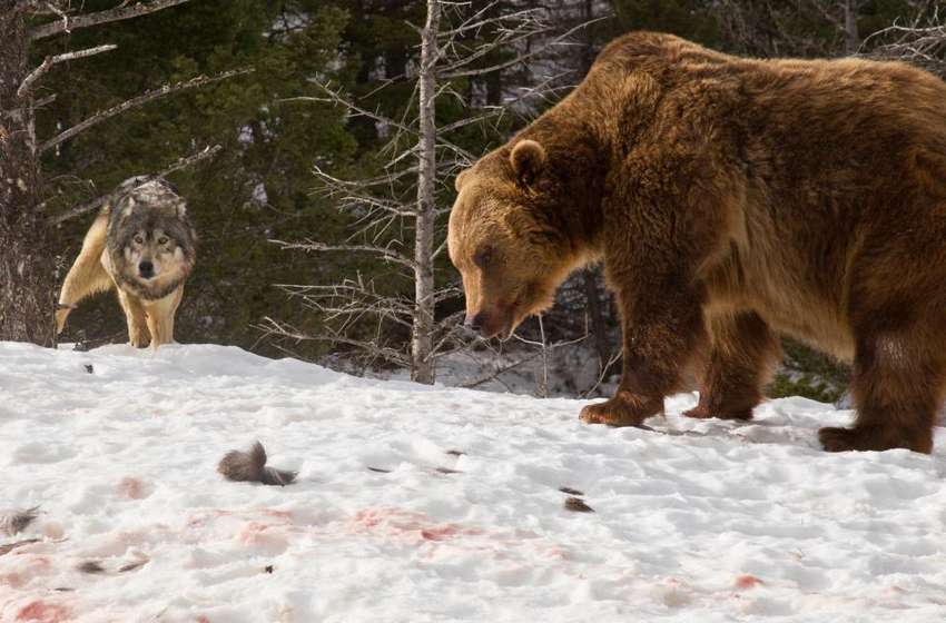 медведь дерется с волками