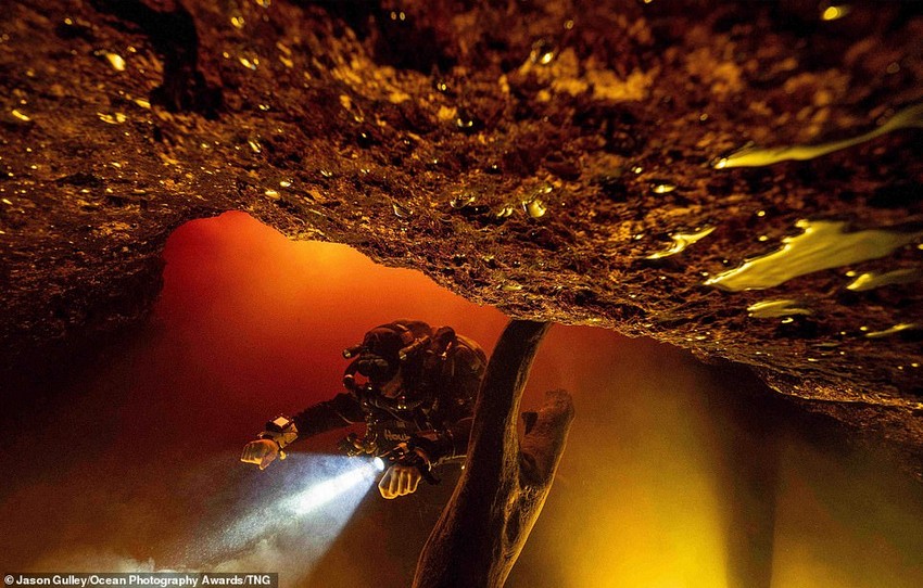 33 невероятных фото морских существ, населяющих надводный и подводный мир
