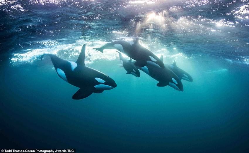 33 невероятных фото морских существ, населяющих надводный и подводный мир