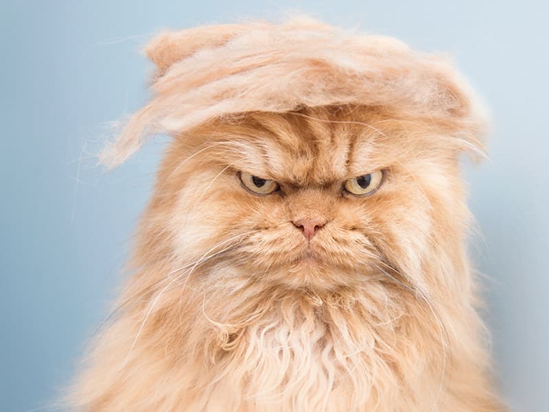Новый Grumpy Cat? Встречайте Гарфи - самый злой кот на планете Земля