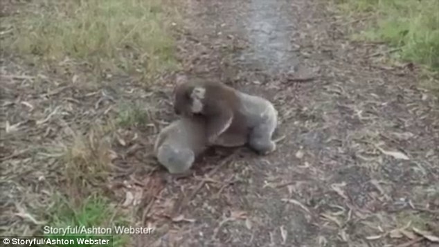 На этом видео две коалы борются