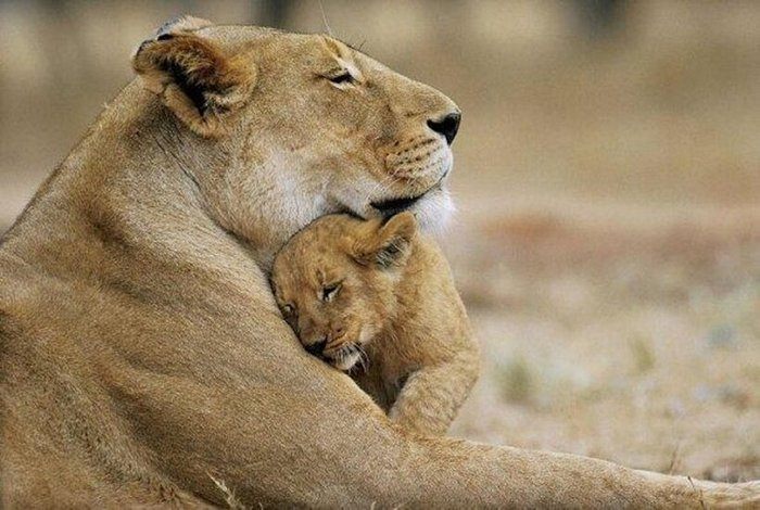 23 отборных трогательных снимков животных с их родителями