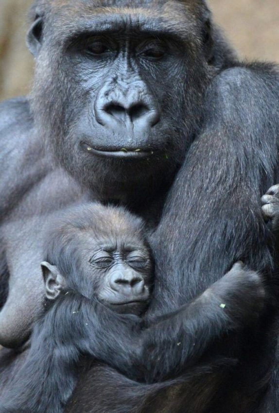 23 отборных трогательных снимков животных с их родителями