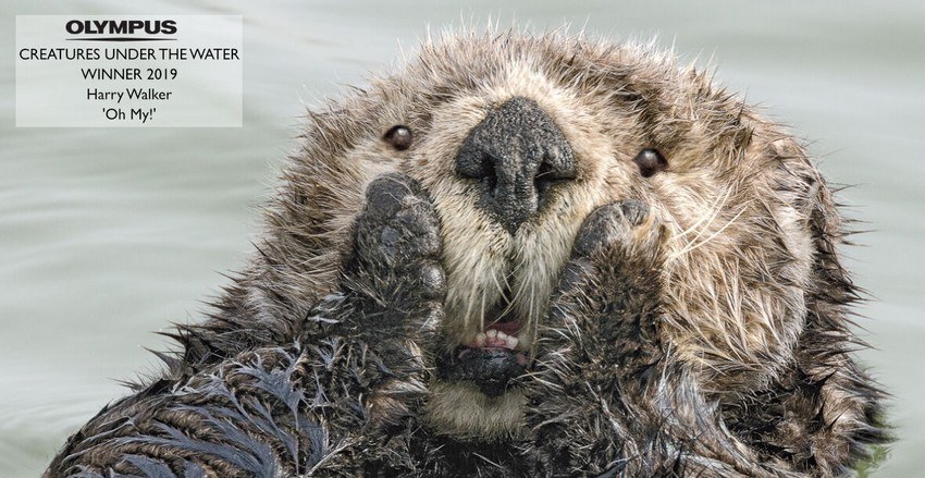 50+ самых смешных фотографий животных за последние годы