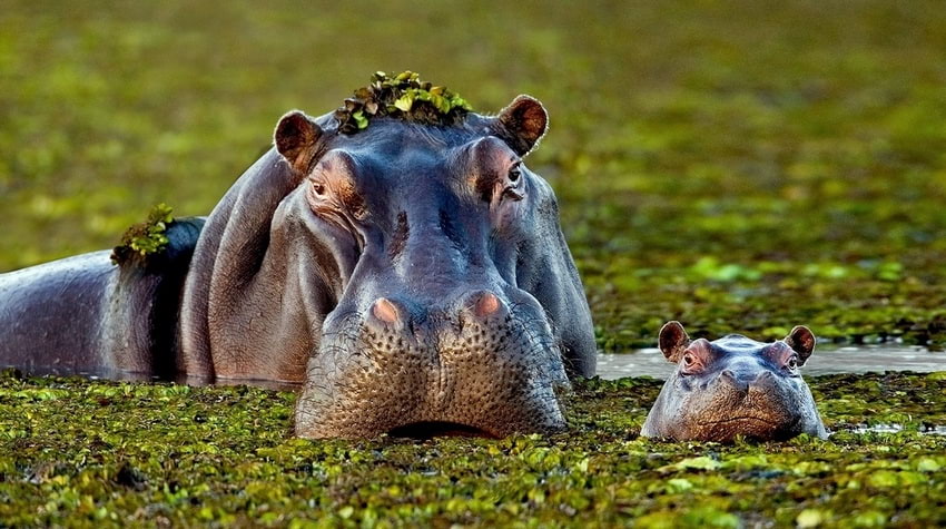Топ 60 "Moment of ..." - сливки смешных, удивительных и невероятных фотографий животных и природы