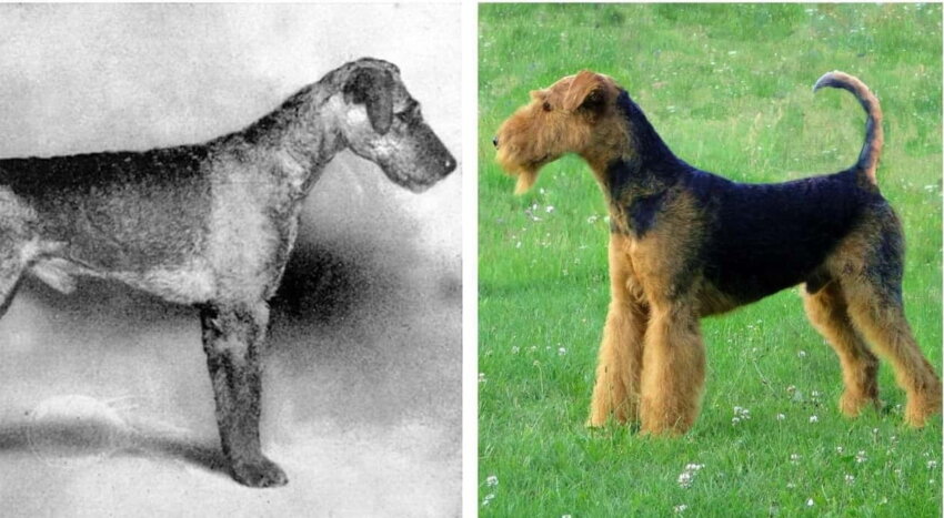 Удивительные фотографии того, как выглядели породы собак 100 лет назад