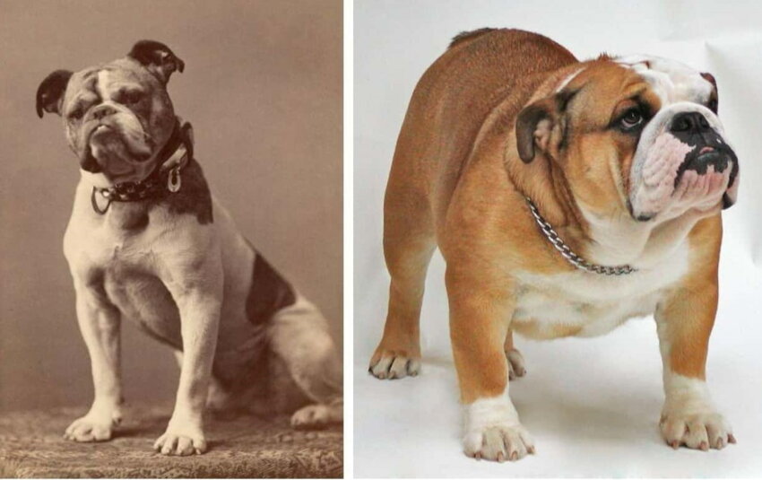 Удивительные фотографии того, как выглядели породы собак 100 лет назад