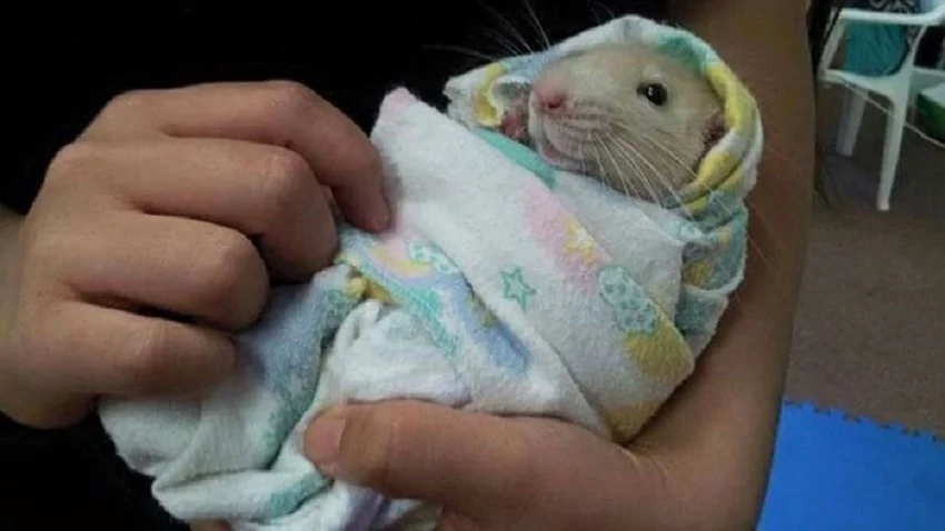 милые и смешные крысы